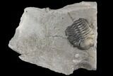 Bargain, Eldredgeops Trilobite Fossil - New York #138821-1